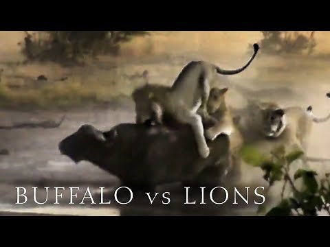 Lion vs Buffalo, Pride of Lions attack & kill