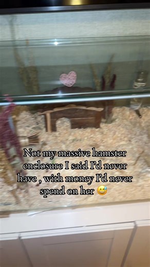 Creating the Perfect Hamster Enclosure