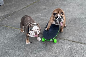 The Internet Is Obsessed With Chowder the Skateboarding Bulldog
