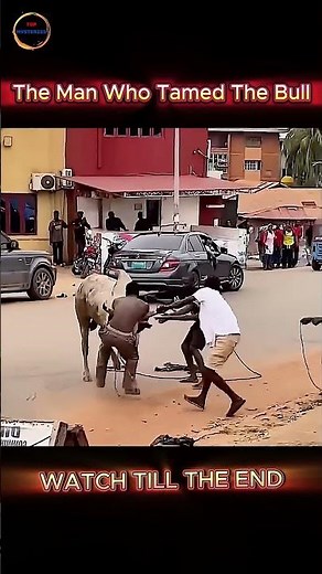 Man vs Bull: Will Strength or Strategy Win Here?