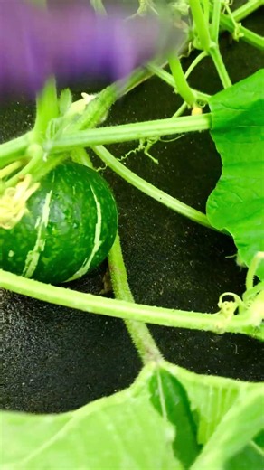 かぼちゃ成長中、収穫が楽しみ#家庭菜園 #vegetables #farming