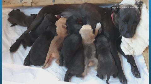 Fundraiser supports local dog rescue | Haystack News