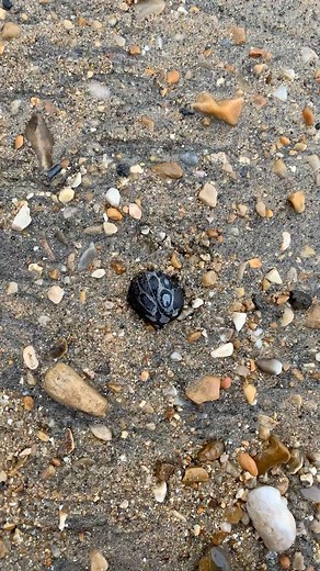 514K views · 20K reactions | Here is part of an ichthyosaur jaw that I found along the Jurassic Coast, Dorset  #fossils #fossil #ichthyosaur #bone #ammonite #ammonites #pyrite #ancient #curiosity #nature #photography #natural #history #naturalhistory #jurassic #coast #jurassiccoast #beach #stones #rocks #maryanning #dinosaur #palaeontology #geology #dorset #charmouth #charmouthbeach #lymeregis #fascinatingfossils | Fascinating Fossils | Facebook