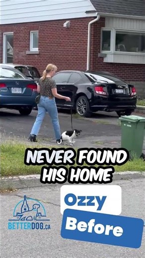 From Chaos to Calm: Ozzy’s Leash Training Story 🐾 | BetterDog.ca Ottawa