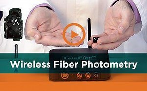 Telefipho Wireless Fiber Photometry - Amuza Inc