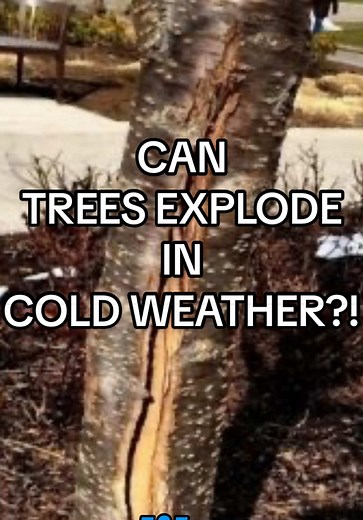Can Trees Really Explode in Cold Weather?