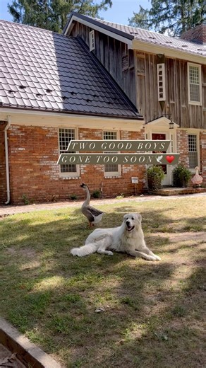 {Michelle} Cider Mill Blooms | Jean Ralphio took an unexpected turn for the worse and passed away today ♥️ He seemed to be doing okay over all but I did see he was... | Instagram