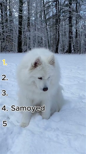 Top 5 Most Beautiful Dogs in the World 🐶✨