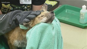 Sick foxes susceptible to mange can survive if trapped, treated