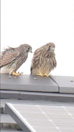 巣立ち後のチョウゲンボウ雛 #birds #野鳥 #nature #wildlife