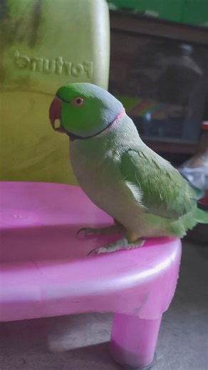 16K views · 368 reactions | Amazing Parrot Voice #talkingparrot #reels #facebookviral #shorts #birdlovers #ringneckparrot #wildlife #fbreels #viralshort | Green Life | Facebook