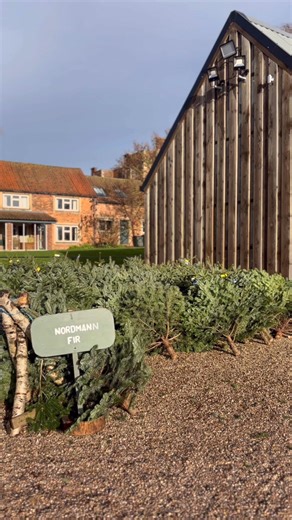 Ready to pick your Christmas tree? 🎄 Our Tree Yard is open daily until 19 December, with a wide selection of freshly cut, estate-grown trees to choose from. Once you’ve found the perfect fit for your home, make your way to the Bauble Barn for those all-important finishing touches! 🕰️ Open Mon-Sat 9am-5pm, Sun 10am–4pm www.doddingtonhall.com/eating-and-shopping/shopping/christmas-trees | Doddington Hall and Gardens