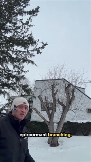 Why Tree Topping Causes Long-Term Decline and Death