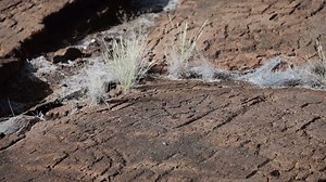 On the Mauna Lani to Puako Petroglyph Field hike, you'll encounter one of the most extensive petroglyph fields in Hawai'i. The 223-acre Puako Petroglyph Archaeological Preserve boasts more than 3,000 ancient petroglyphs. Explore lava rock carvings etched into stone, dating back to 1200 AD. What do you think they were saying here? #MaunaLaniHawaii #AlwaysAuberge | Mauna Lani, Auberge Collection