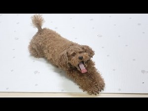 눈마주치면 꼬리흔드는 강아지