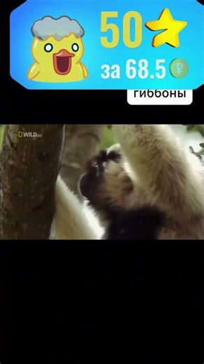 Как гиббоны выживают в джунглях Таиланда?