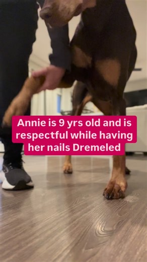 During day training, I start working on puppies’ nails at 8-9 weeks of age. Annie, 9 yrs old, is respectful and tolerates having her nails done. We’ve worked with her since she was very young. The practice reps are beneficial, and I just want to encourage puppy owners to continue the consistent work with your puppies. #puppytraining | Shape Up The Pup