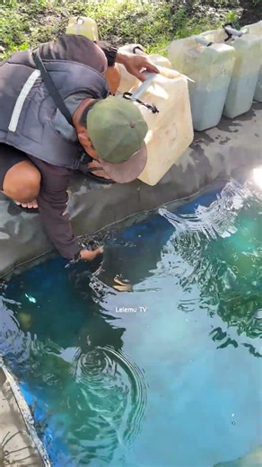 spreading catfish seeds in tarpaulin ponds