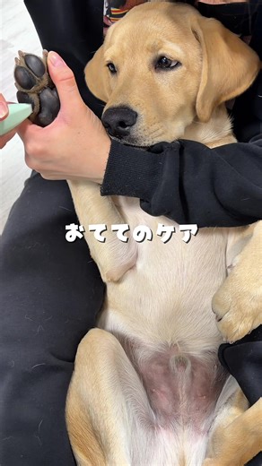 飼い方と癒しの魅力！ラブラドールレトリーバー