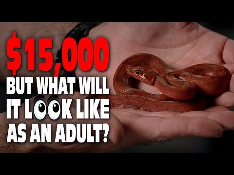 Baby vs Adult Boa Morphs: How Their Colors Really Change Over Time