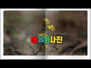 야생화 사진모음