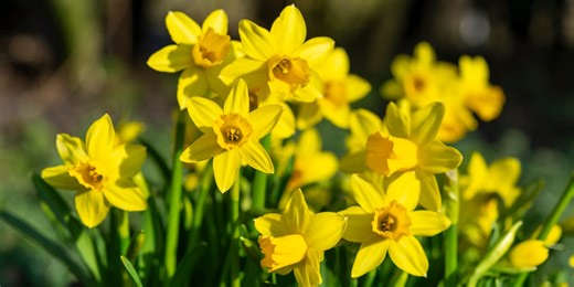 Gardeners are rushing to plant daffodil bulbs – here’s why you should too