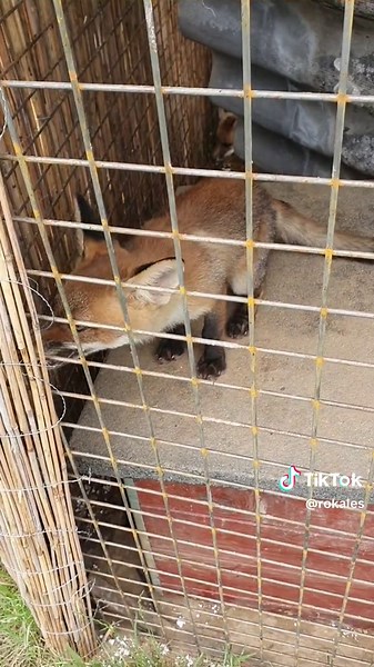 Young Foxes Playing in Enclosure: A Cute Encounter