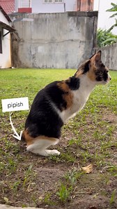 14K views · 96 reactions |  Ever seen your cat paw at the ground...