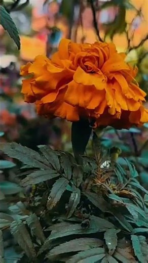 Flower video edit #shorts