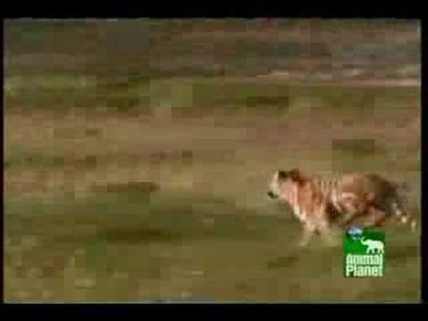 Tiger Hunts Ostrich