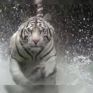Best action Scenes Ever of Wild Animal Life | Wild Animal World