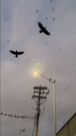 Crows flock to Portland's waterfront for another roosting season