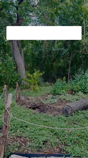 We’re wrapping up Texas Native Plant Week by highlighting the Zoo’s very own Texas Native Plant Garden! 🪴 Tucked off to the right hand side from the front of the Zoo, this garden is a bustling habitat for Monarch butterflies and native pollinators and birds. Enjoy this peaceful spot on your next visit while you learn about the over 60 native plant species in the garden & how to set up a pollinator garden of your own! 🌼🐝 Learn more at: fortworthzoo.org/conservation-projects. | Fort Worth Zoo