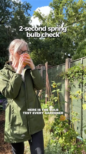 Mena | Gardening in my small garden on Instagram: "You can tell a good bulb from a bad one in just two seconds. . A healthy bulb should feel firm, heavy for its size, and free from mould or soft spots. A bad bulb will feel squishy, light, or shrivelled and that usually means it won’t flower. This tip works for daffodils, tulips, hyacinths, alliums, crocus, and other spring-flowering bulbs. . Been practising what I preach today in between planting up my miniature Daffodils. Been a great day.! . #