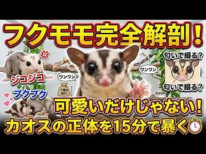 【完全保存版】フクロモモンガの飼い方・生態・性格を徹底解説！寿命や鳴き声、多頭飼いのリアルまで15分で全解剖【初心者からマニアまで】