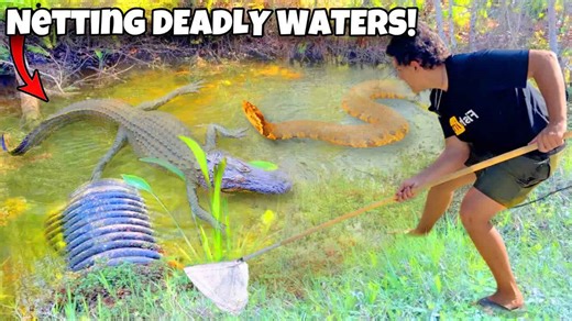 Dumped aquarium fish are surviving in toxic waters: Here’s what was found