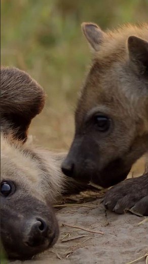 These little cubs will grow up to make a big impact! 🤗🐾