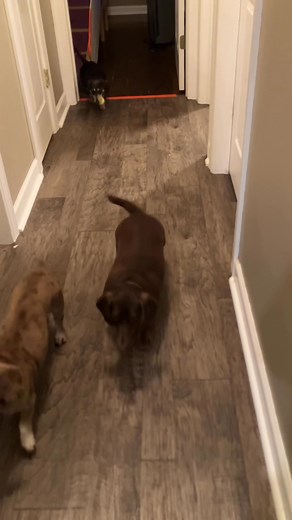 12 reactions | Tina learning how to play with the ball launcher | Tina the Dachshund’s Journey | Facebook