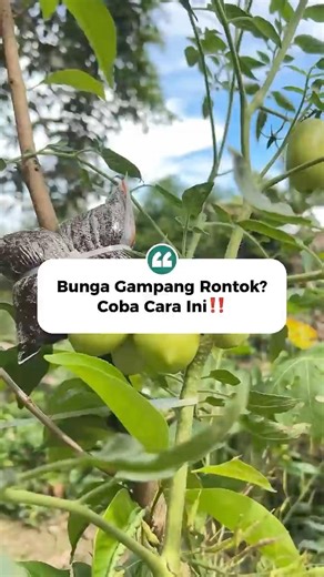 Bunga Rontok Terus? Pakai Pupuk Ini Biar Jadi Buah!