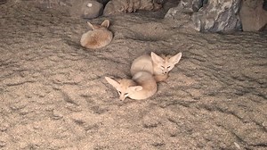 Premium stock video - Three fennex fox just woke up from their sleep in the zoo