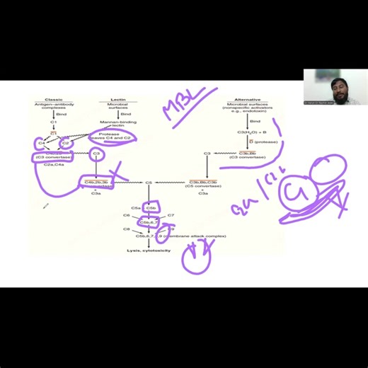 Complement Pathways, বাংলায়, সহজে | Medical in Mother Tongue