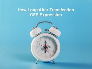 How Long After Transfection GFP Expression (And Why)?