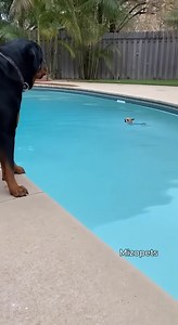 'Two_Rottweiler Gets_Tired of the Chihuahua and Tosses Him Into the Pool 🐕‍🦺😑🐶💦😂 #dog #funny #funnydogs #AI #chihuahua #rottweiler 🚫 You do not have the right to take or repost my videos. It has permission from me, the owner. ⚠️ | Mizopets