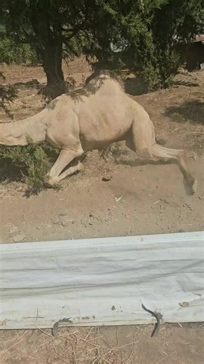 እውነት የውሸት ወንድሙ ነው (@ethio780news) - Seber Zena #ethiopian_tik_tok🇪🇹🇪🇹🇪🇹🇪🇹 #original #viral_video #fyp #viral #foryoupage #videoviral #bbcnews