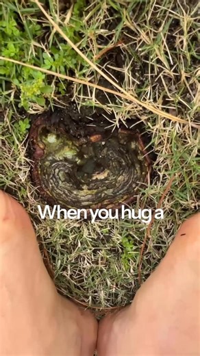 Yani Daes | Yoga I Classes & Retreats on Instagram: "When you hug a tree, you’re not just touching bark… you’re touching ancient wisdom. You’re letting the Earth hold you the way our ancestors once did — softly, quietly, completely. In that still moment, your nervous system settles, your breath deepens and your whole being remembers: You belong to this world. 💜 Come back to presence. Come back to the Earth. Come back to yourself. #TreeHealing#royalpalmbeach #EarthWisdom #HeartGrounding#"