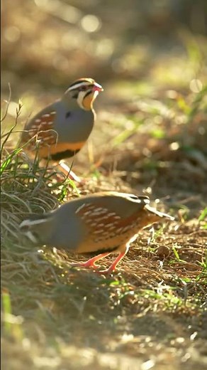 Small Buttonquail Call in 4K — Rare Turnix sylvaticus Bird Sound Up Close #birdsound #birdsong