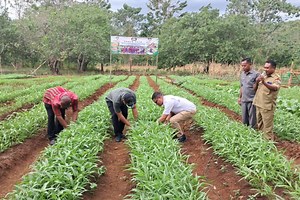 Bangun Ketahanan Pangan Lokal, Legislator Perindo Yusuf Bora Panen Raya Hortikultura : Okezone News
