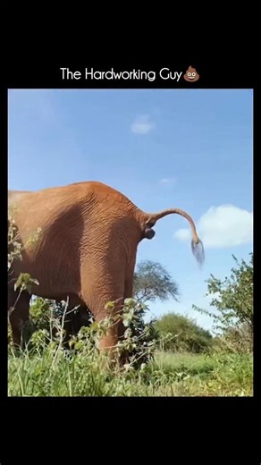 Animal Documentary & Science Concepts on Instagram: "🪲 Dung beetle A dung beetle is a small but super-important insect that feeds on animal dung and helps keep nature clean and healthy. 🔍 What it does Eats and uses animal droppings (dung) for food and breeding Rolls dung into balls or buries it underground Lays eggs inside dung so larvae have food 🧠 Types of dung beetles 🔹Rollers – make round dung balls and roll them away 🔹Tunnelers – dig tunnels under dung and pull it down 🔹Dwellers – liv