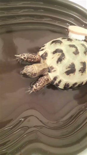 #turtle #bath #bathtime #cute #animals