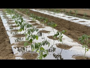 Tomato cultivation: Is rain shelter necessary? Is deep planting okay? 21/4/26